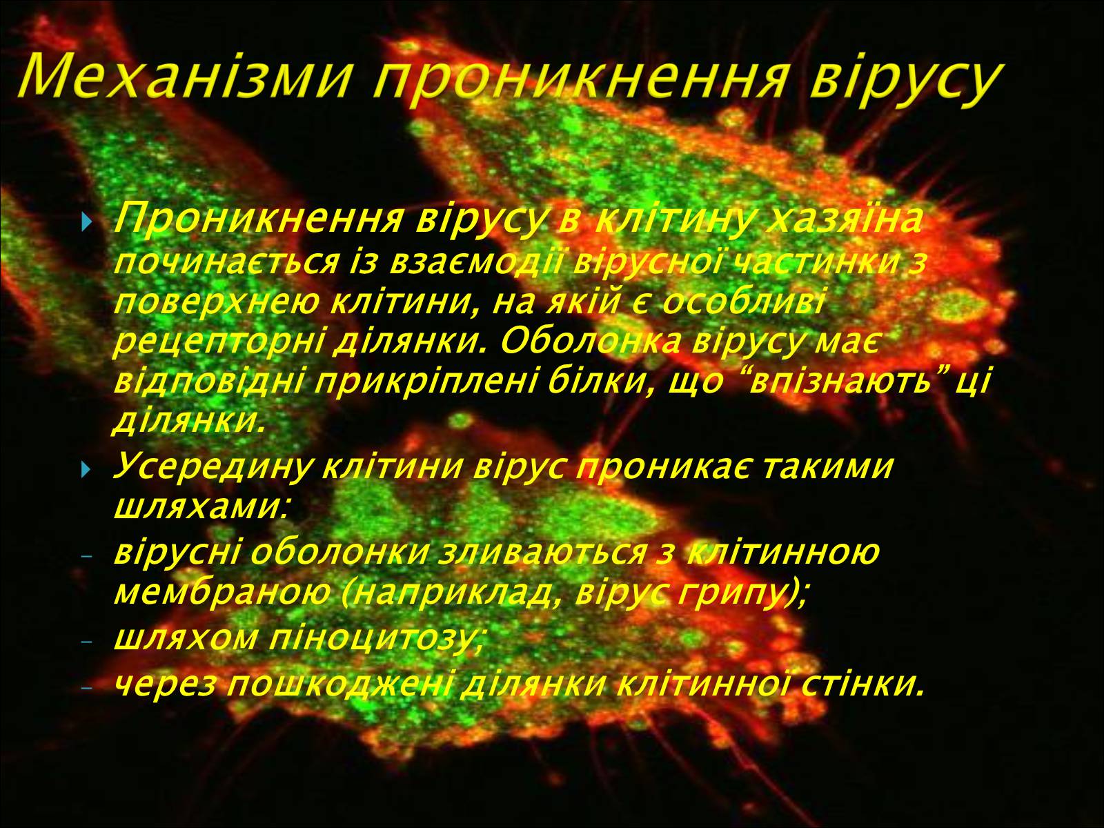 Презентація на тему «Віруси, їхня будова, життєвий цикл» (варіант 1) - Слайд #11