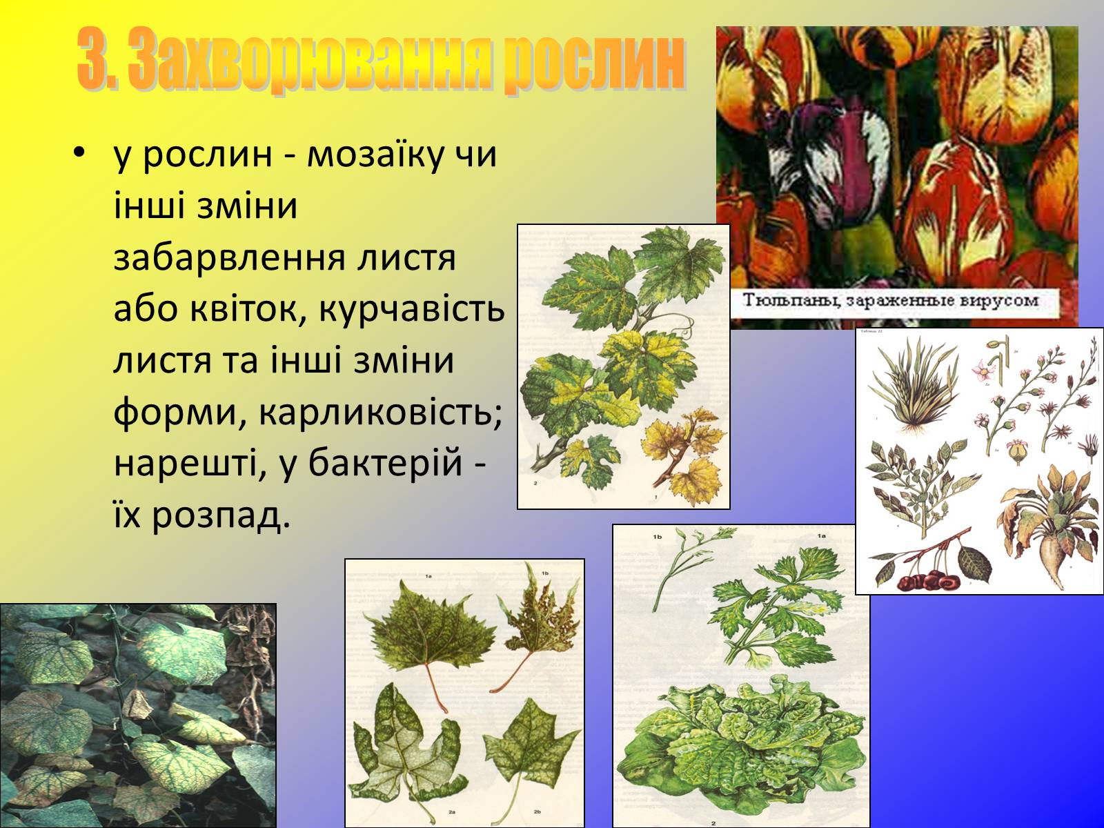 Презентація на тему «Віруси, їхня будова, життєвий цикл» (варіант 1) - Слайд #15