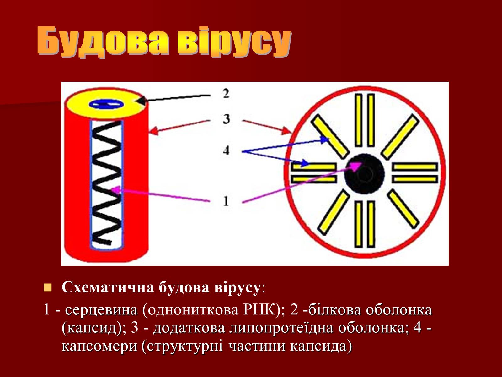 Презентація на тему «Віруси, їхня будова, життєвий цикл» (варіант 1) - Слайд #6