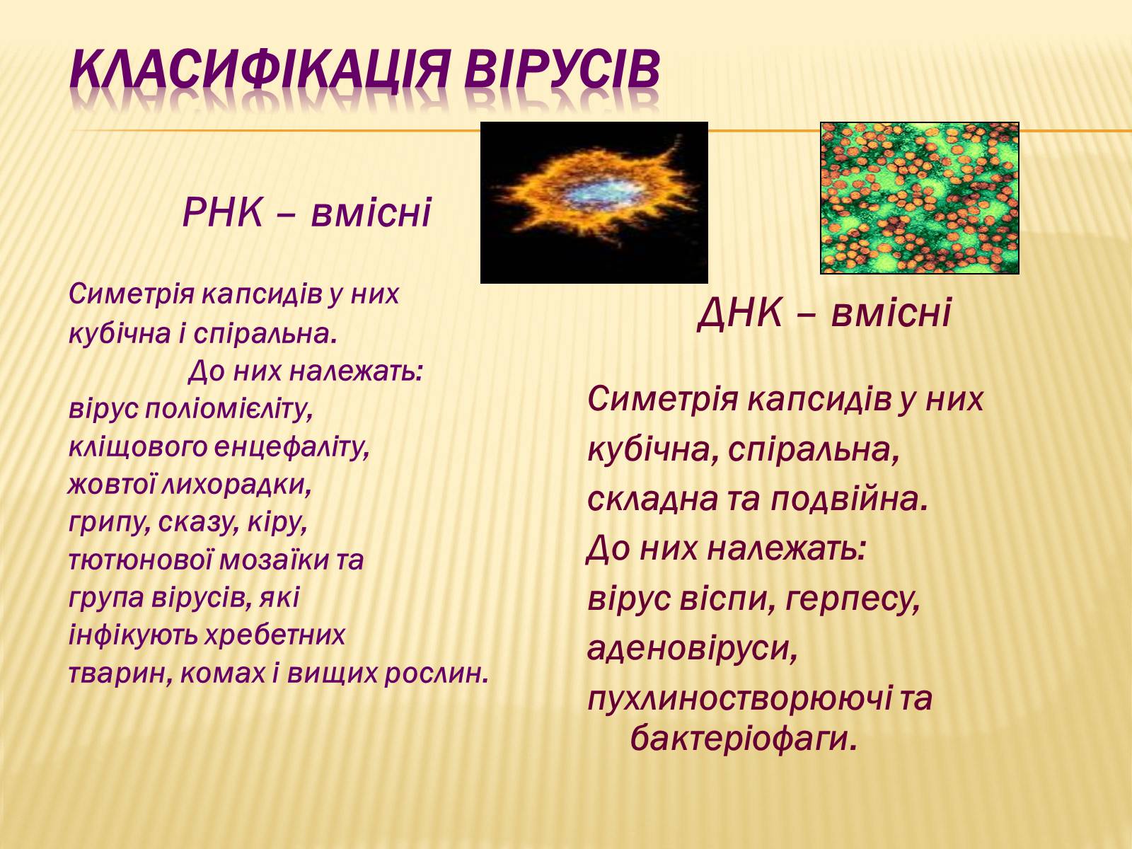 Презентація на тему «Віруси, їхня будова, життєвий цикл» (варіант 1) - Слайд #9