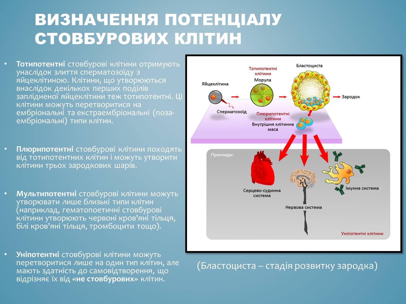 Презентація на тему «Стовбурові клітини» (варіант 3) - Слайд #4