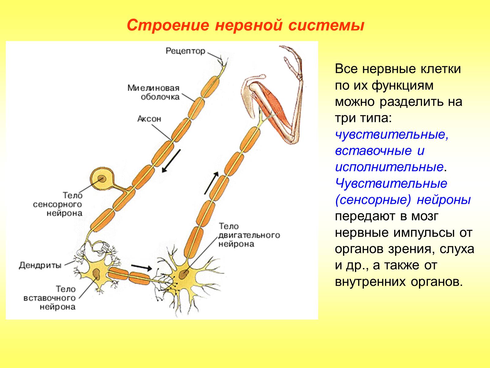 Презентація на тему «Регуляция функций. Строение нервной системы» - Слайд #11