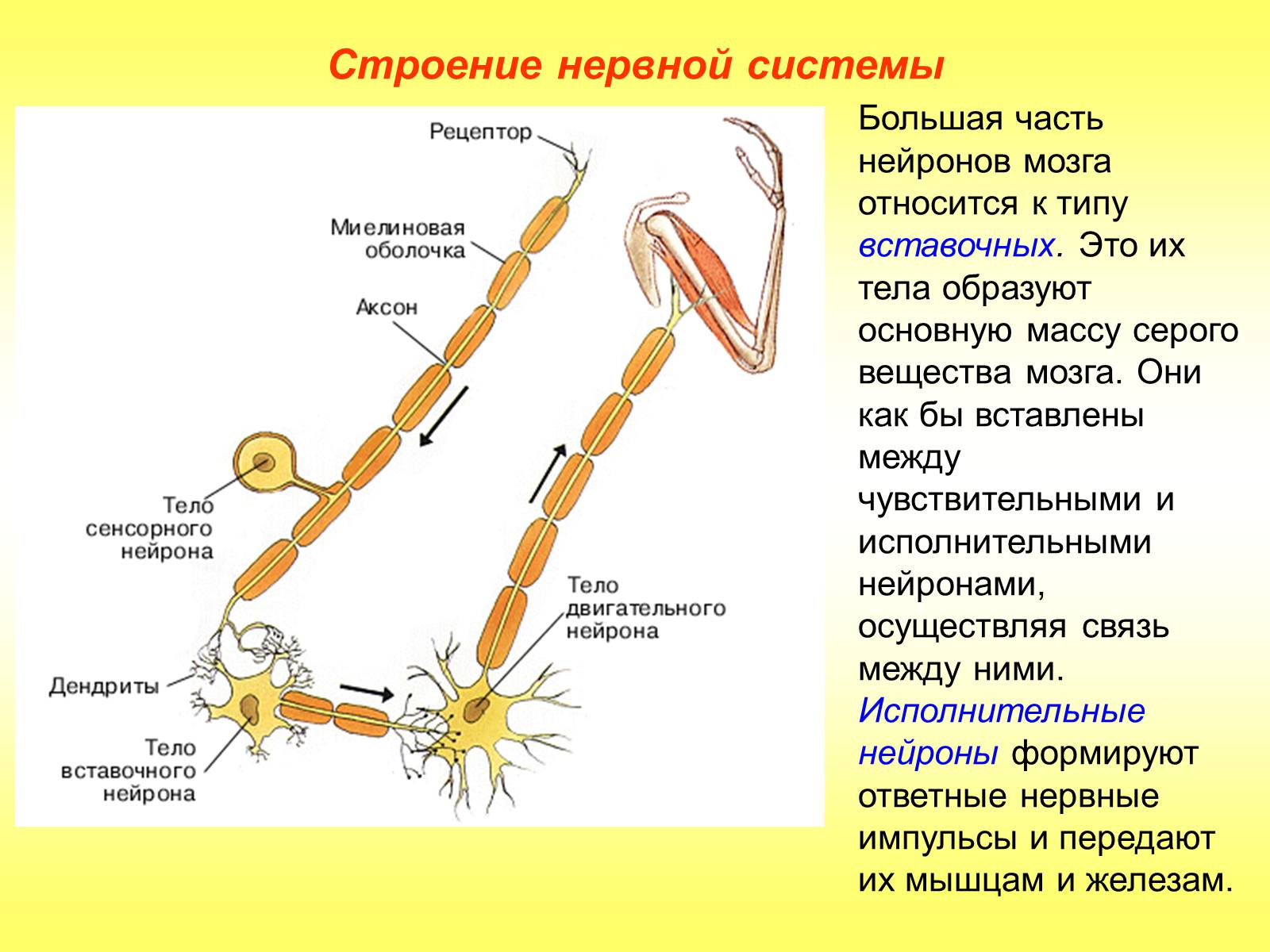 Презентація на тему «Регуляция функций. Строение нервной системы» - Слайд #12