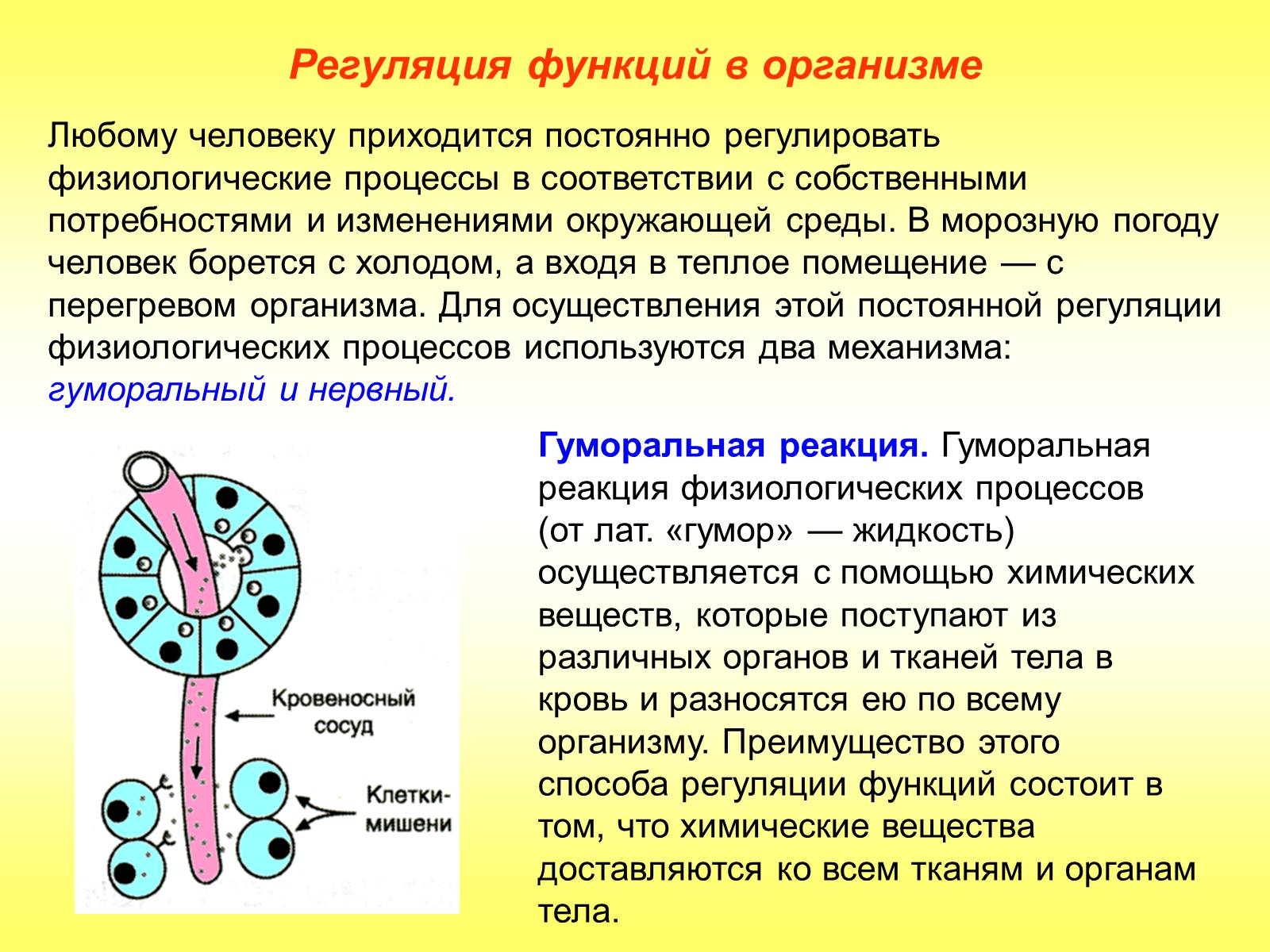 Презентація на тему «Регуляция функций. Строение нервной системы» - Слайд #2