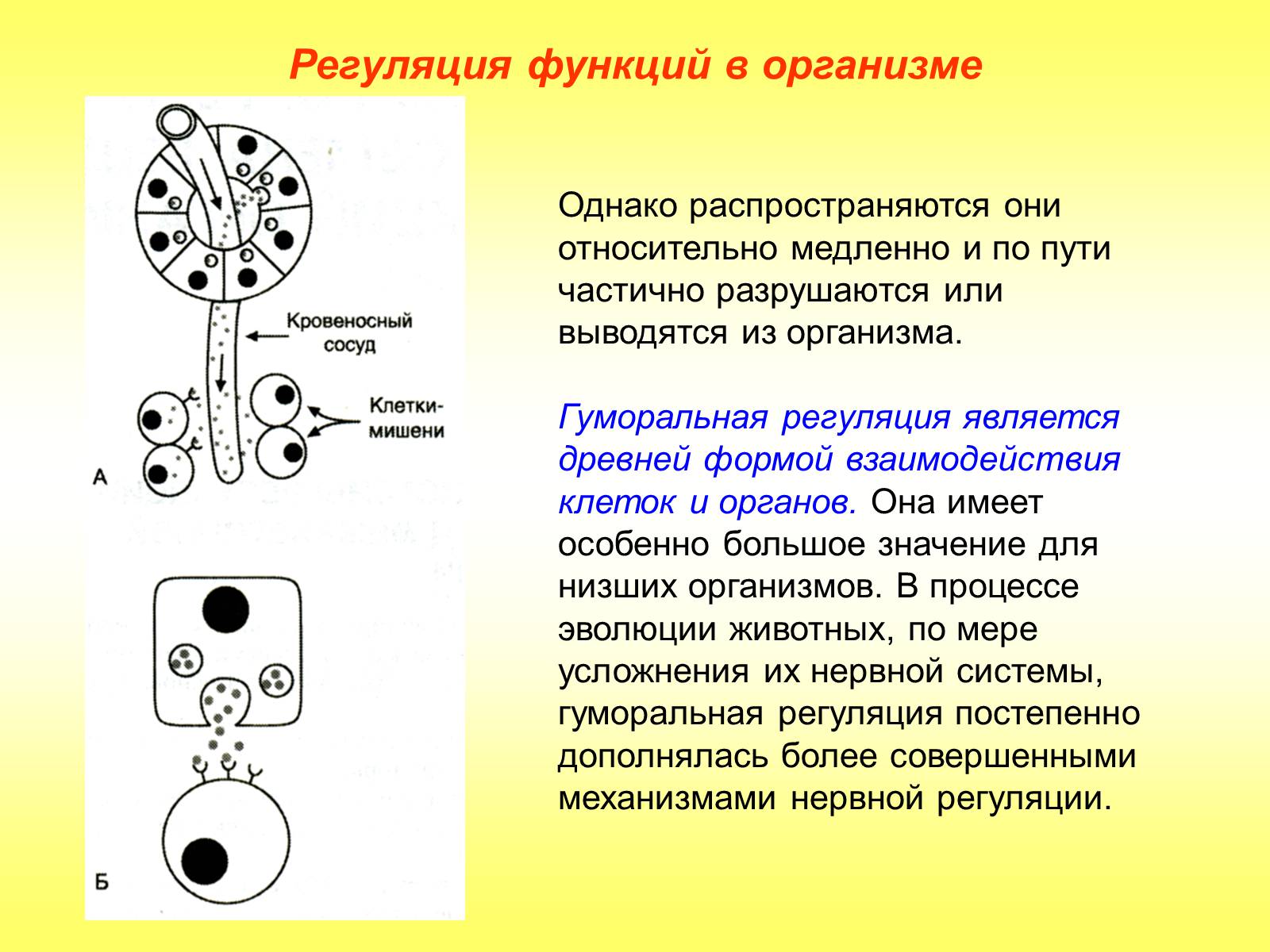 Презентація на тему «Регуляция функций. Строение нервной системы» - Слайд #3