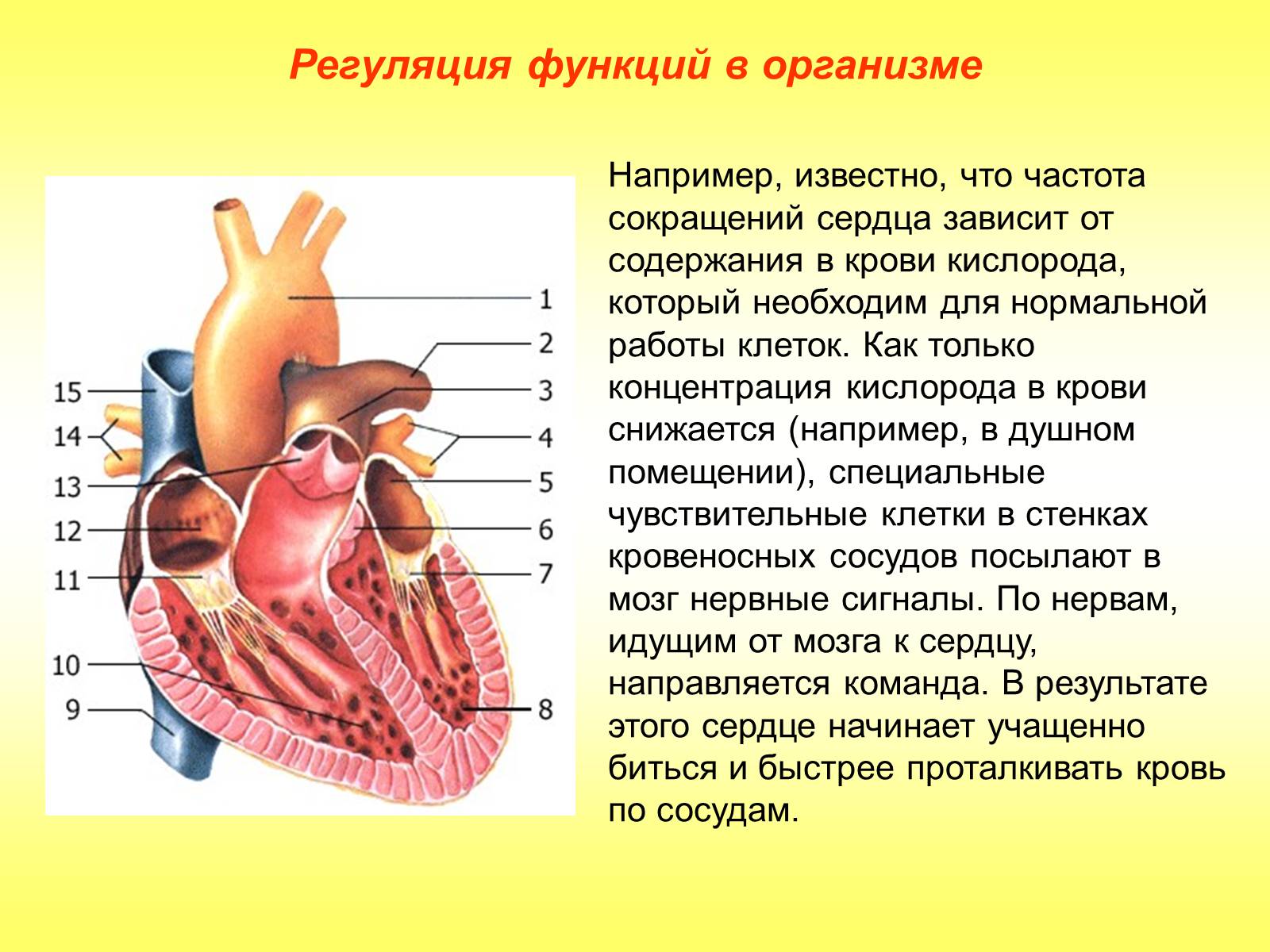 Презентація на тему «Регуляция функций. Строение нервной системы» - Слайд #5