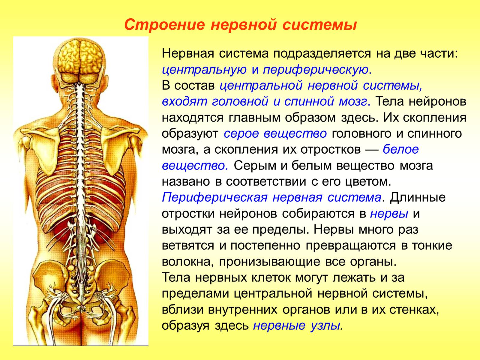 Презентація на тему «Регуляция функций. Строение нервной системы» - Слайд #7