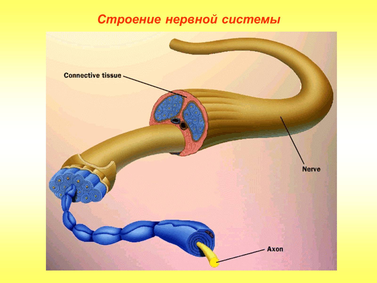 Презентація на тему «Регуляция функций. Строение нервной системы» - Слайд #8