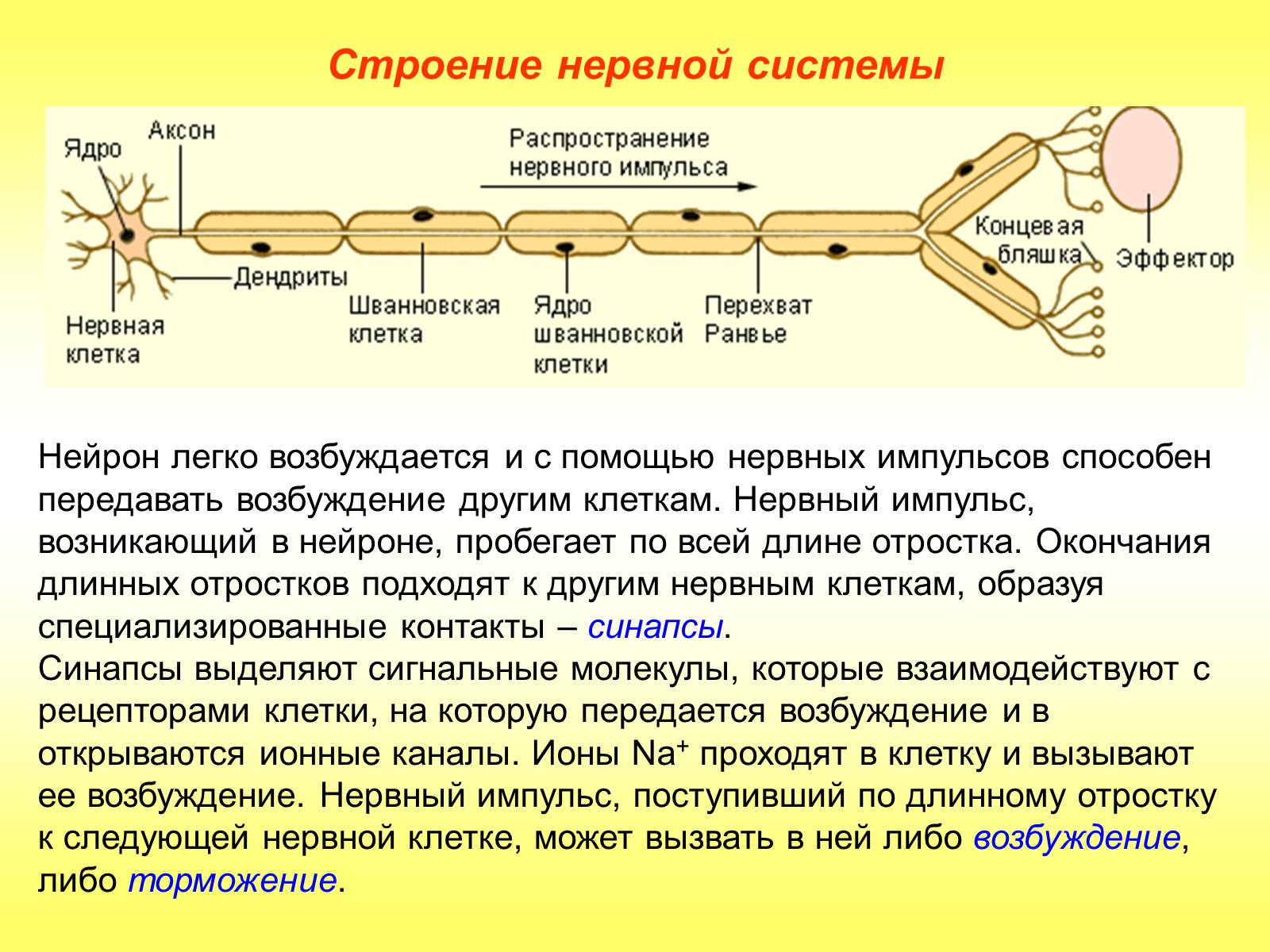 Презентація на тему «Регуляция функций. Строение нервной системы» - Слайд #9