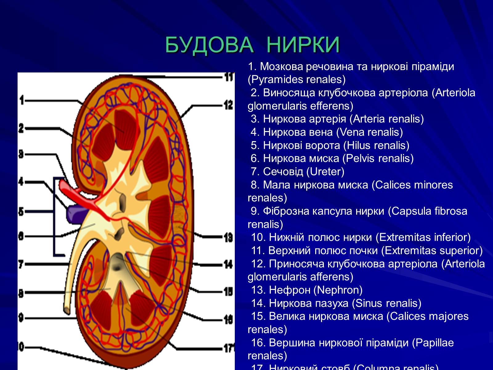 Презентація на тему «Будова видільної системи» - Слайд #2