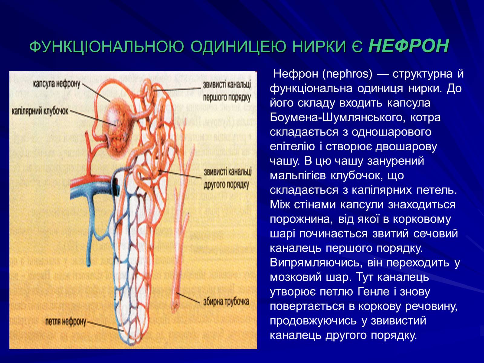 Презентація на тему «Будова видільної системи» - Слайд #3