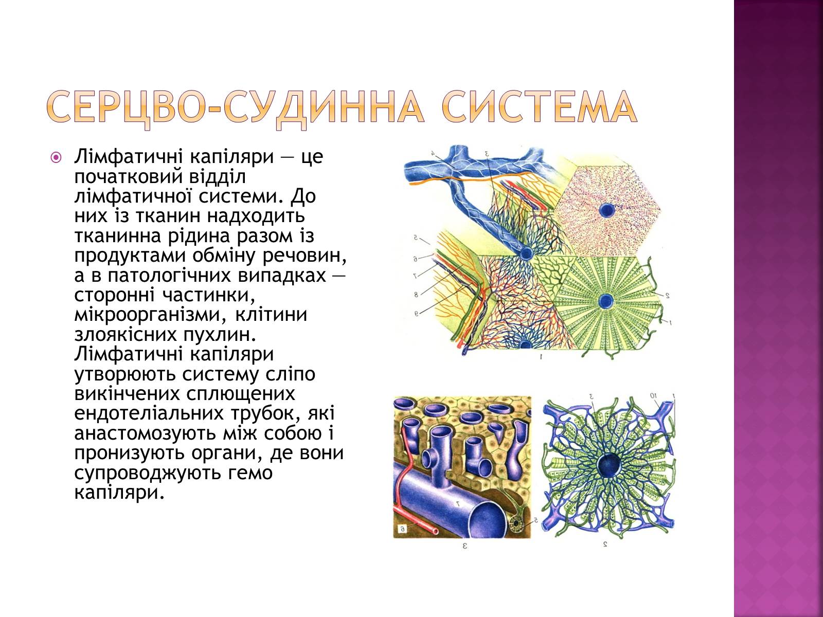 Презентація на тему «Хвороби серцево-судинної системи» (варіант 2) - Слайд #12