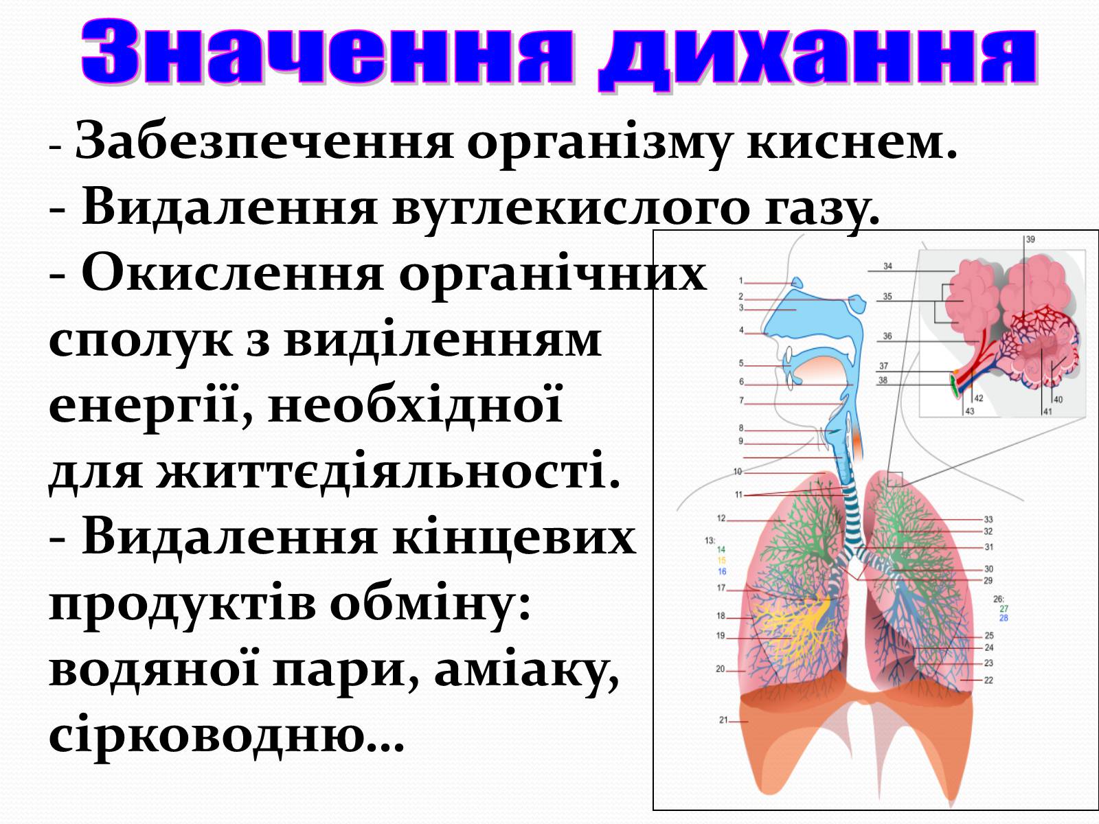 Презентація на тему «Дихання» (варіант 2) - Слайд #4