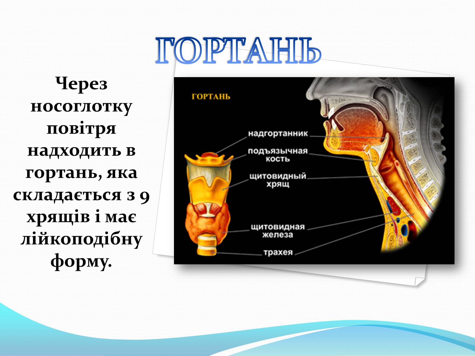 Презентація на тему «Дихання» (варіант 2) - Слайд #8