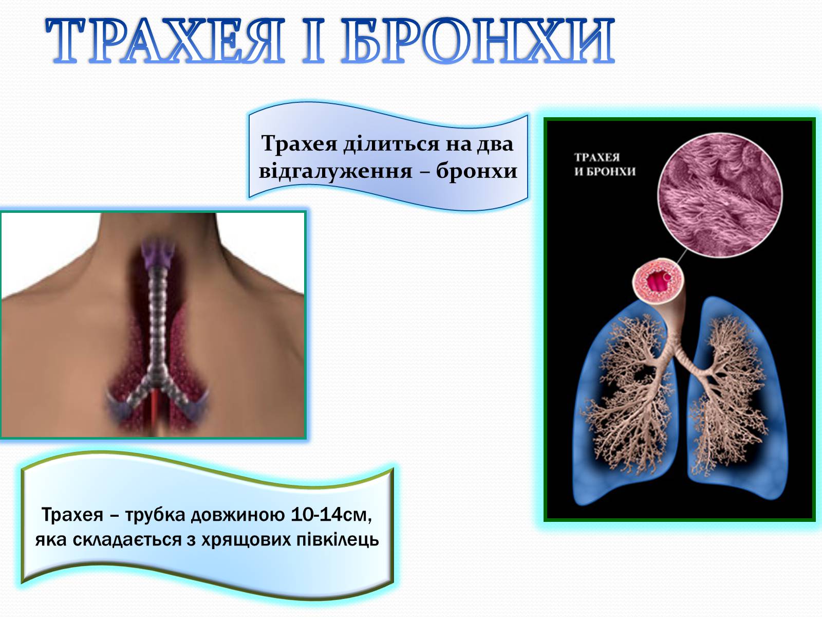 Презентація на тему «Дихання» (варіант 2) - Слайд #9