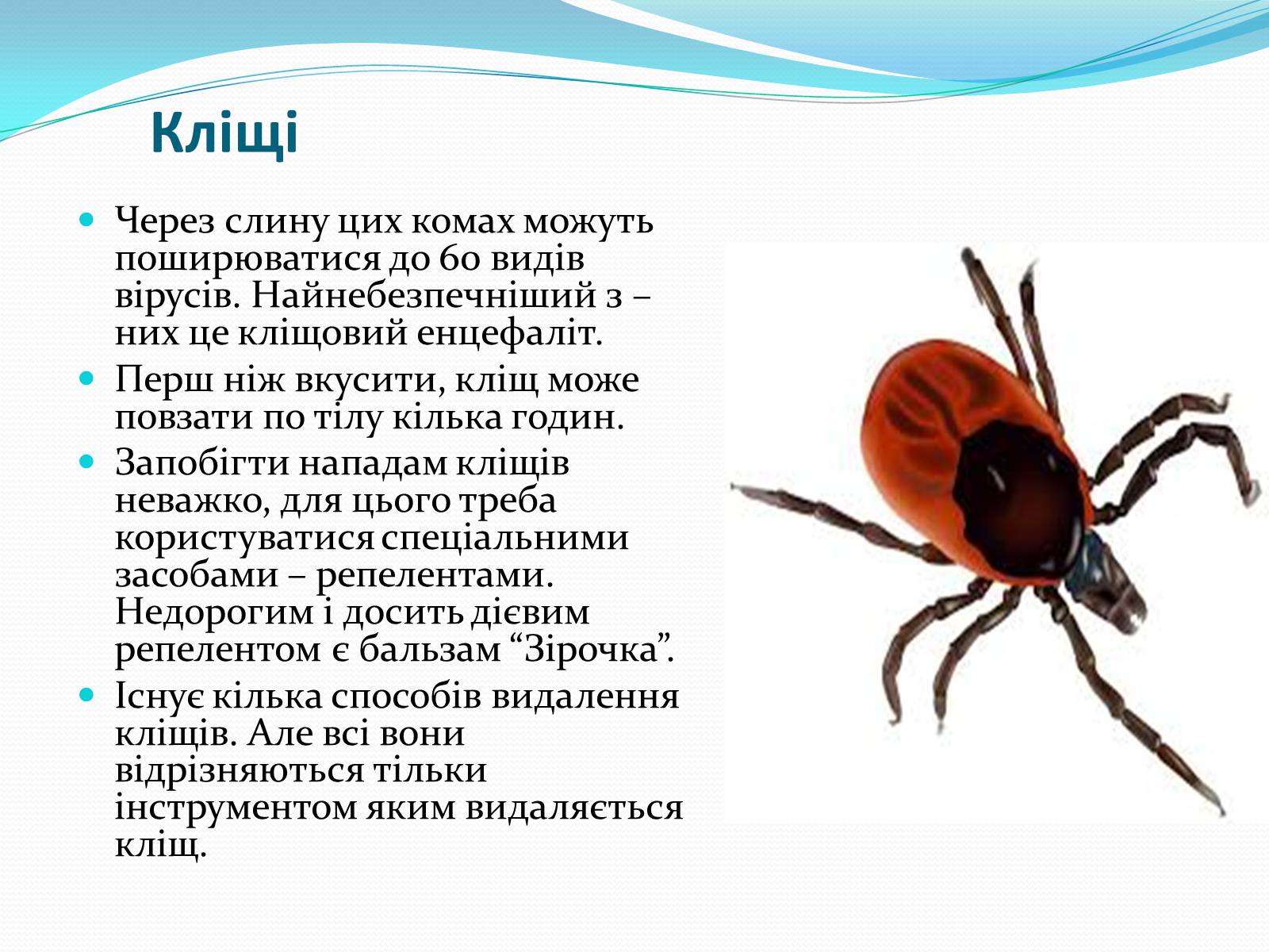 Презентація на тему «Укуси комах» - Слайд #6