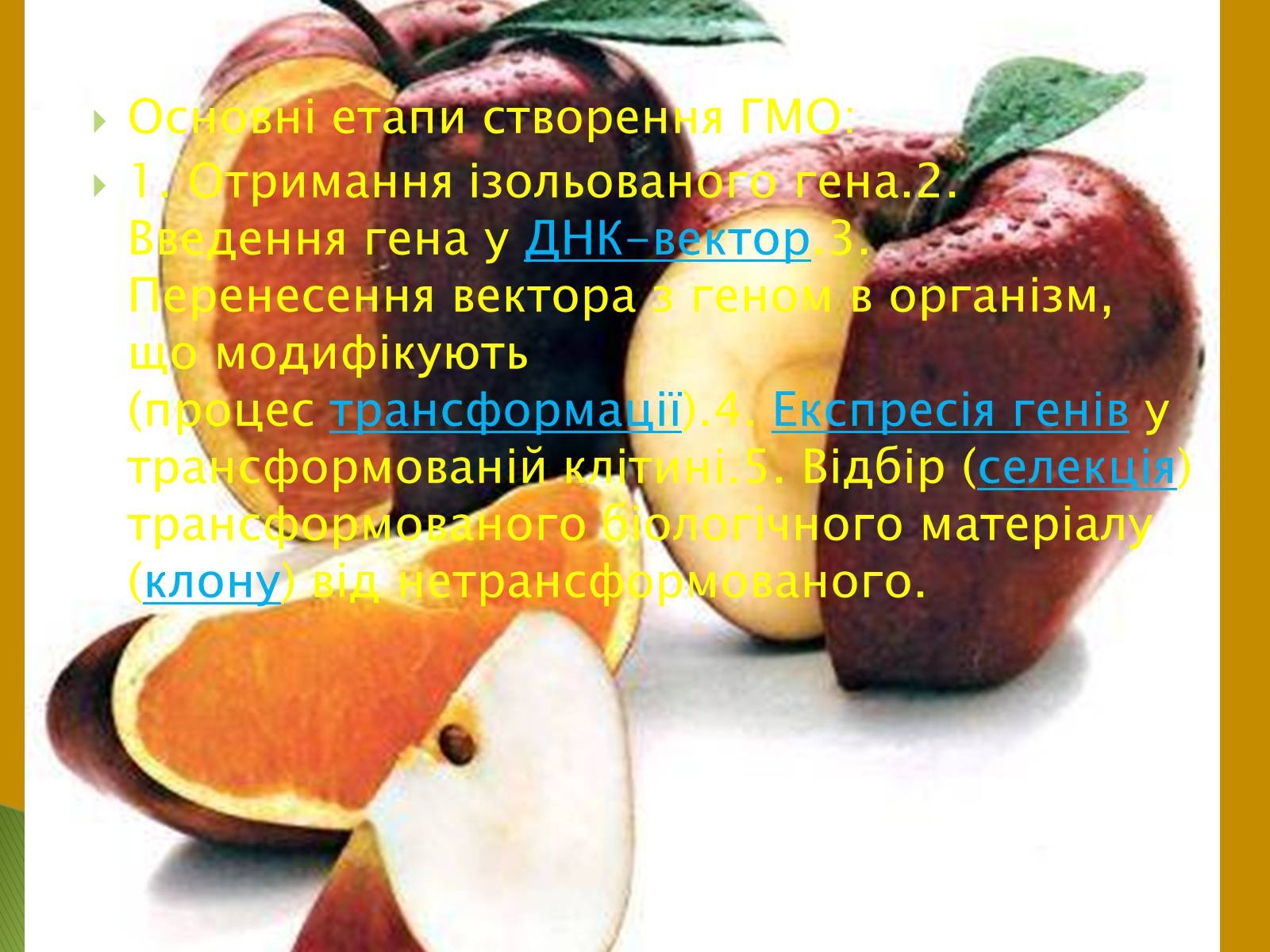 Презентація на тему «Трансгенні та химерні організми» (варіант 3) - Слайд #12