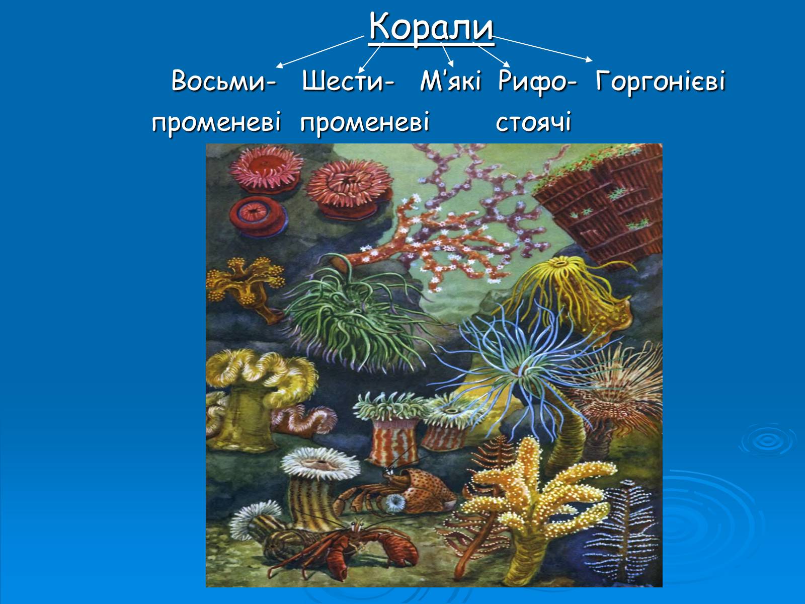 Презентація на тему «Коралові поліпи» - Слайд #4