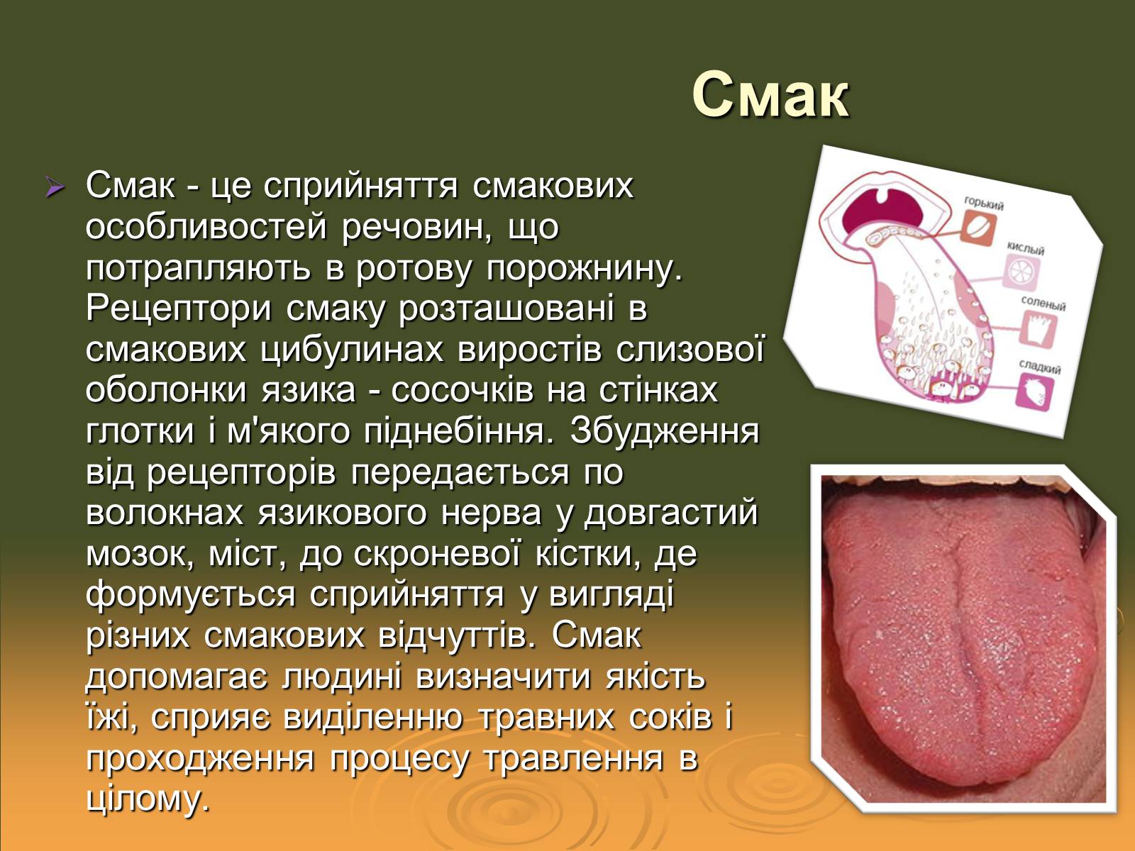 Презентація на тему «Сенсорні системи» - Слайд #10