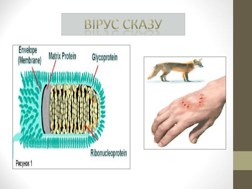 Презентація на тему «Роль вірусів у природі і житті людини» (варіант 2) - Слайд #11