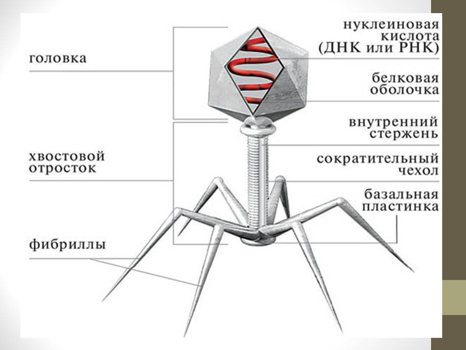 Презентація на тему «Роль вірусів у природі і житті людини» (варіант 2) - Слайд #6