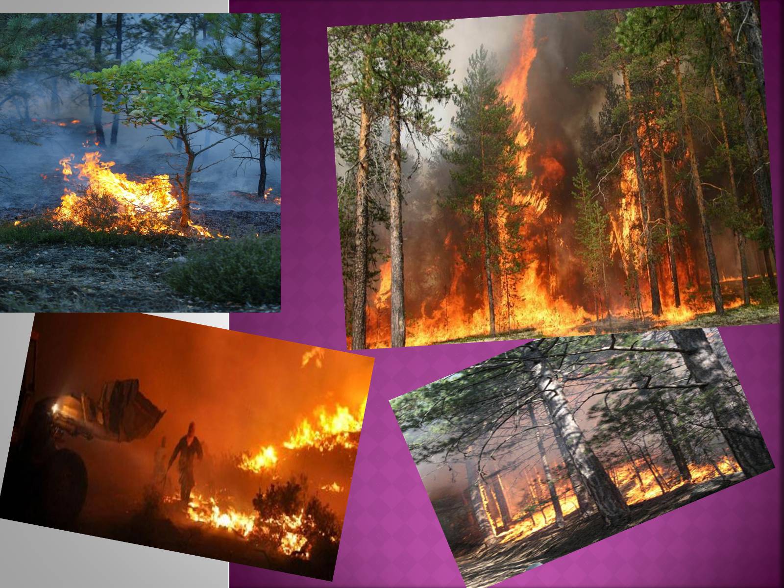 Презентація на тему «Forest fire» (варіант 2) - Слайд #8