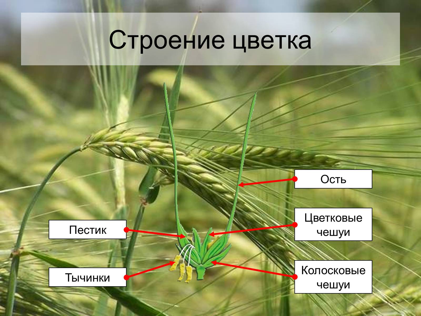 Презентація на тему «Семейство Злаковые» - Слайд #10