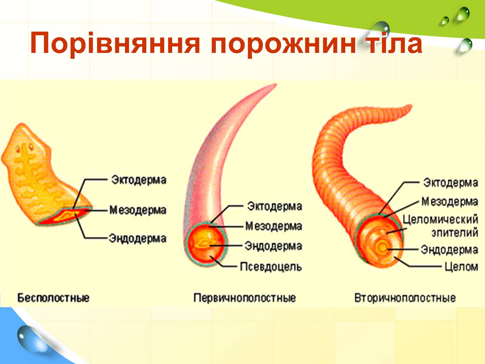 Презентація на тему «Порожнини тіла тварин» - Слайд #20