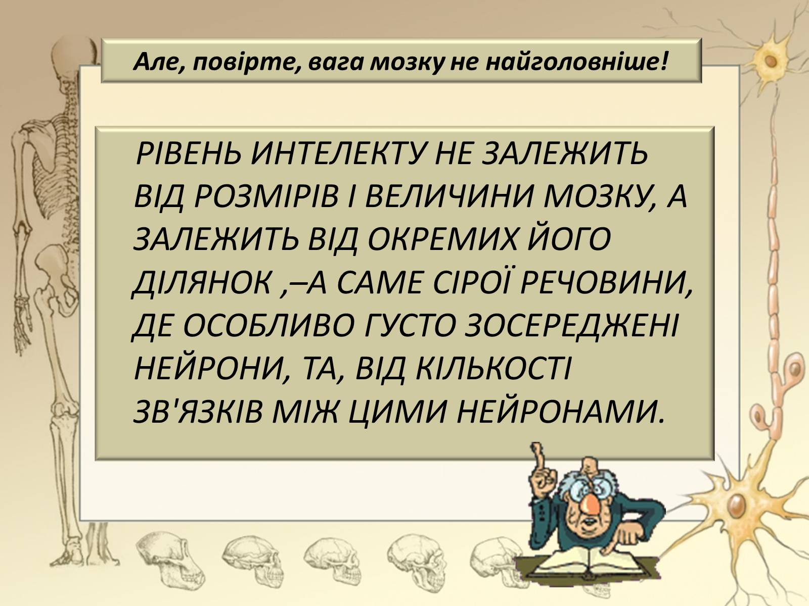 Презентація на тему «Будова і функції головного мозку. Загальна характеристика» - Слайд #11