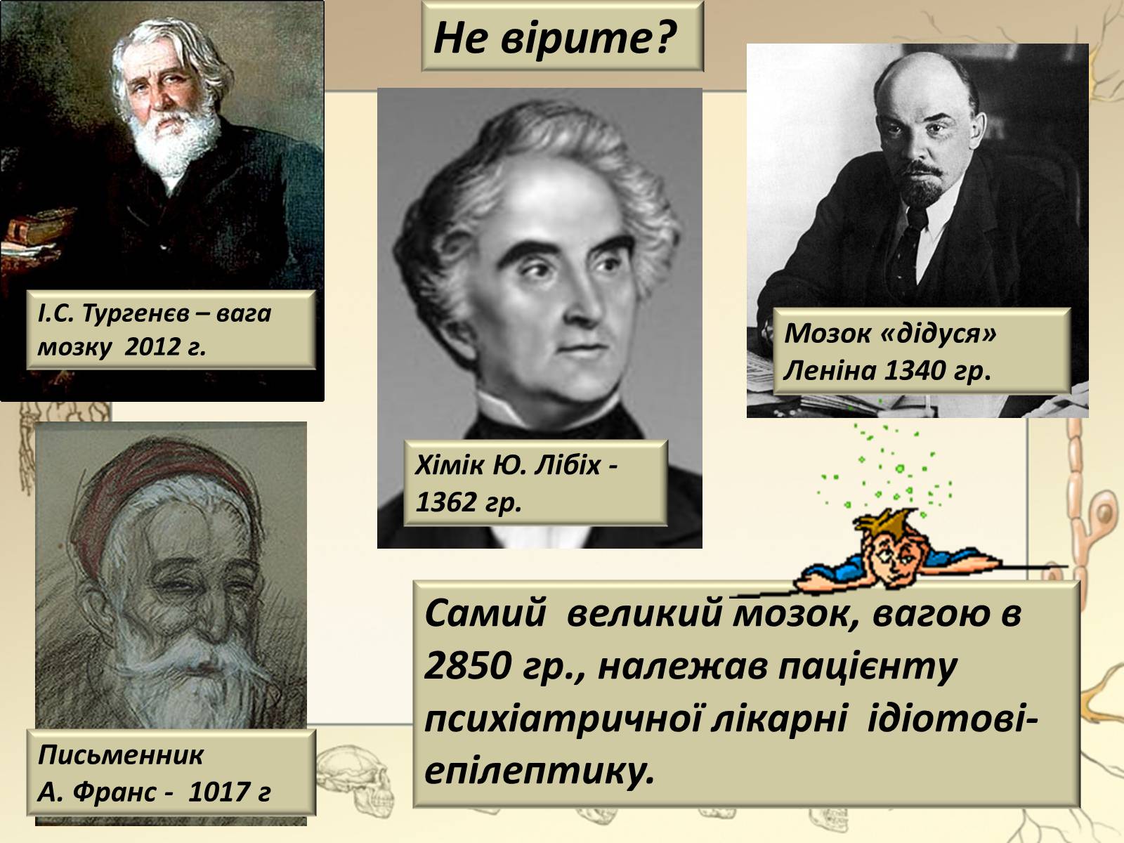 Презентація на тему «Будова і функції головного мозку. Загальна характеристика» - Слайд #12