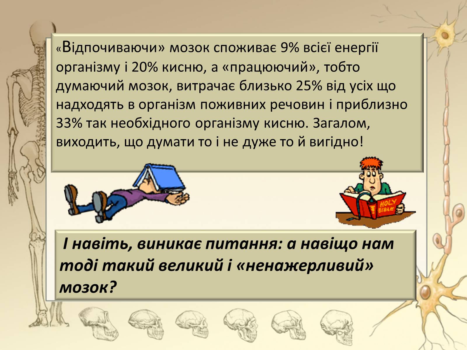 Презентація на тему «Будова і функції головного мозку. Загальна характеристика» - Слайд #13