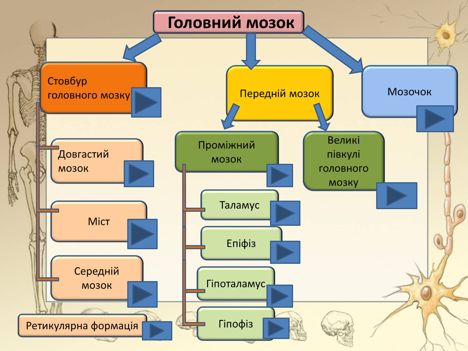 Презентація на тему «Будова і функції головного мозку. Загальна характеристика» - Слайд #17