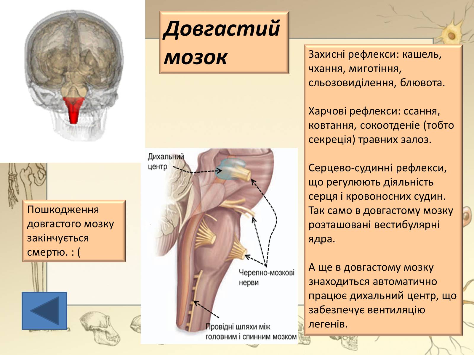 Презентація на тему «Будова і функції головного мозку. Загальна характеристика» - Слайд #19