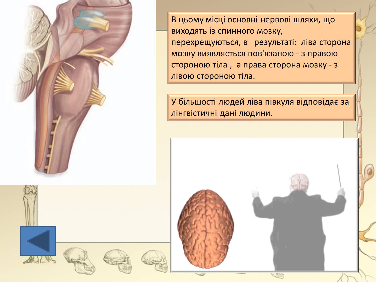 Презентація на тему «Будова і функції головного мозку. Загальна характеристика» - Слайд #20