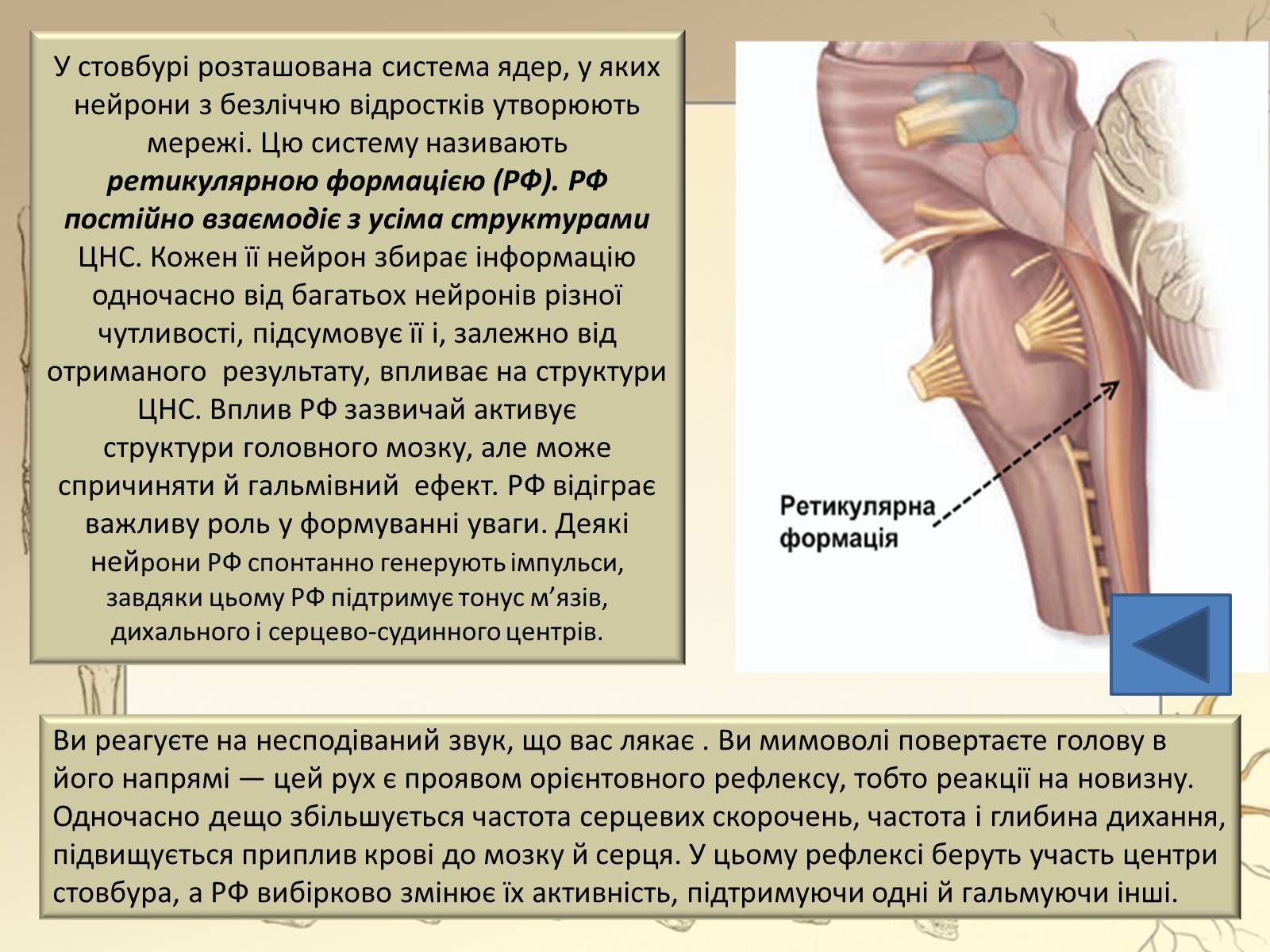 Презентація на тему «Будова і функції головного мозку. Загальна характеристика» - Слайд #23