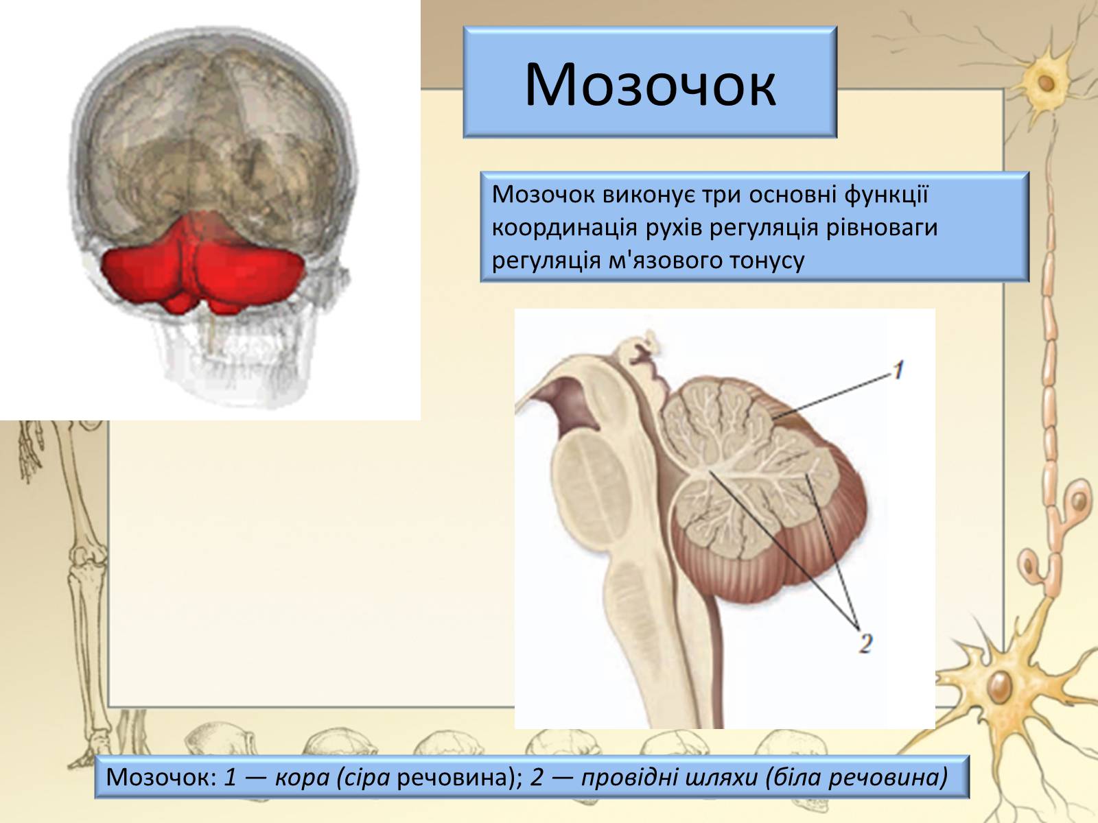 Презентація на тему «Будова і функції головного мозку. Загальна характеристика» - Слайд #24