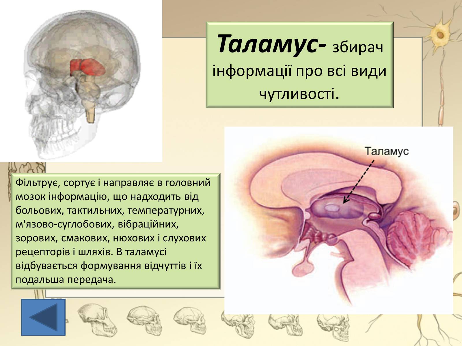 Презентація на тему «Будова і функції головного мозку. Загальна характеристика» - Слайд #28