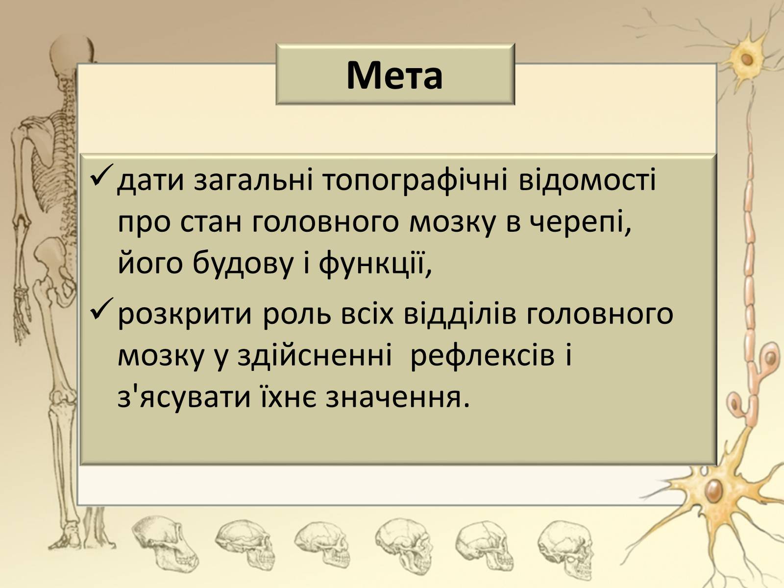 Презентація на тему «Будова і функції головного мозку. Загальна характеристика» - Слайд #3