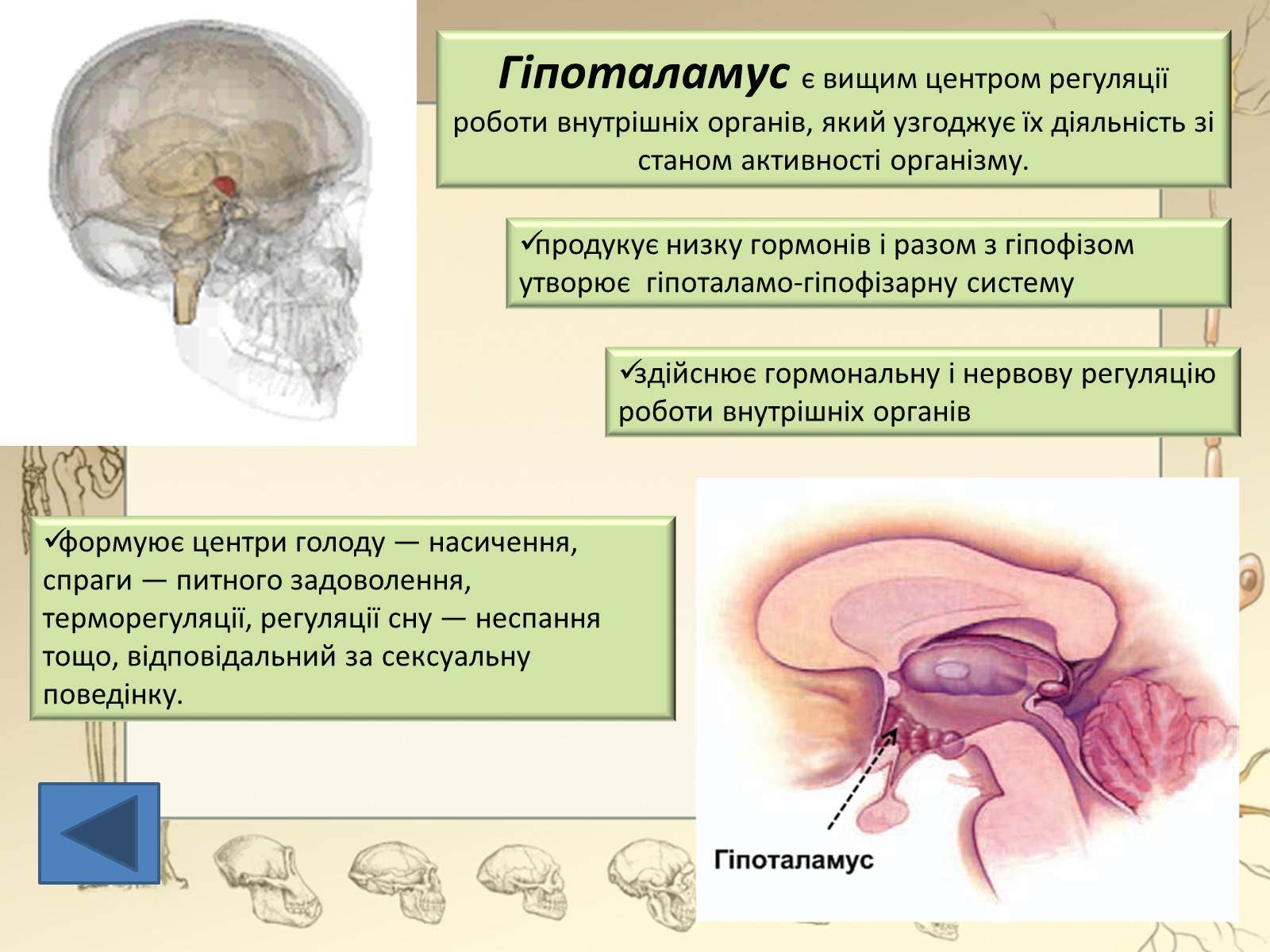 Презентація на тему «Будова і функції головного мозку. Загальна характеристика» - Слайд #30