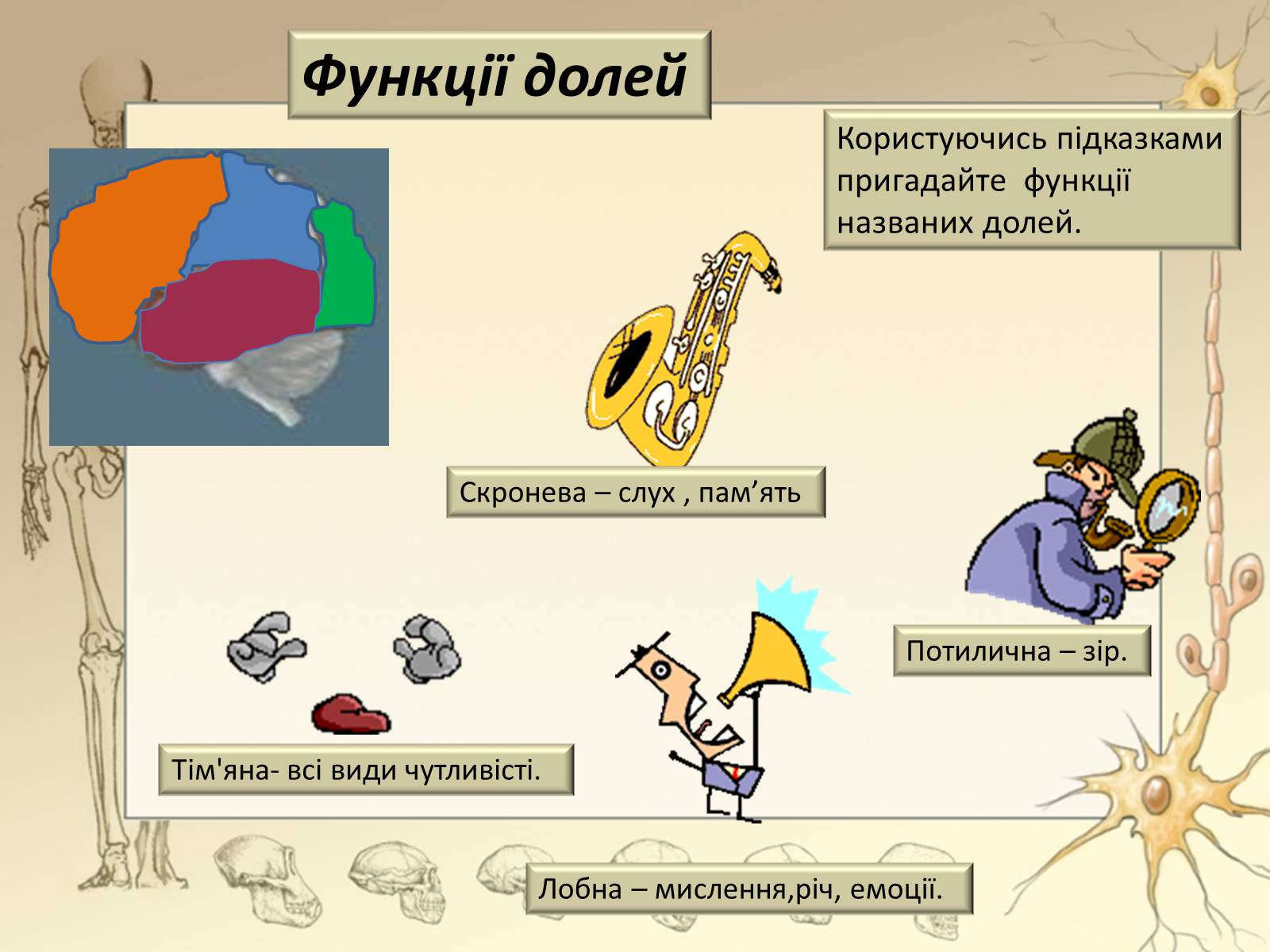 Презентація на тему «Будова і функції головного мозку. Загальна характеристика» - Слайд #33