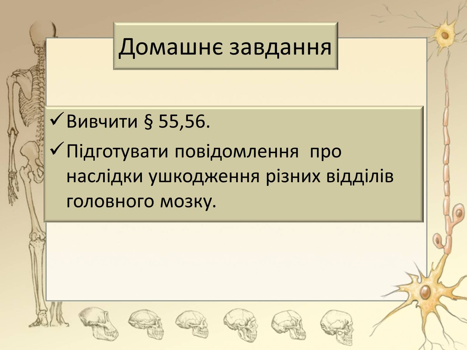 Презентація на тему «Будова і функції головного мозку. Загальна характеристика» - Слайд #38