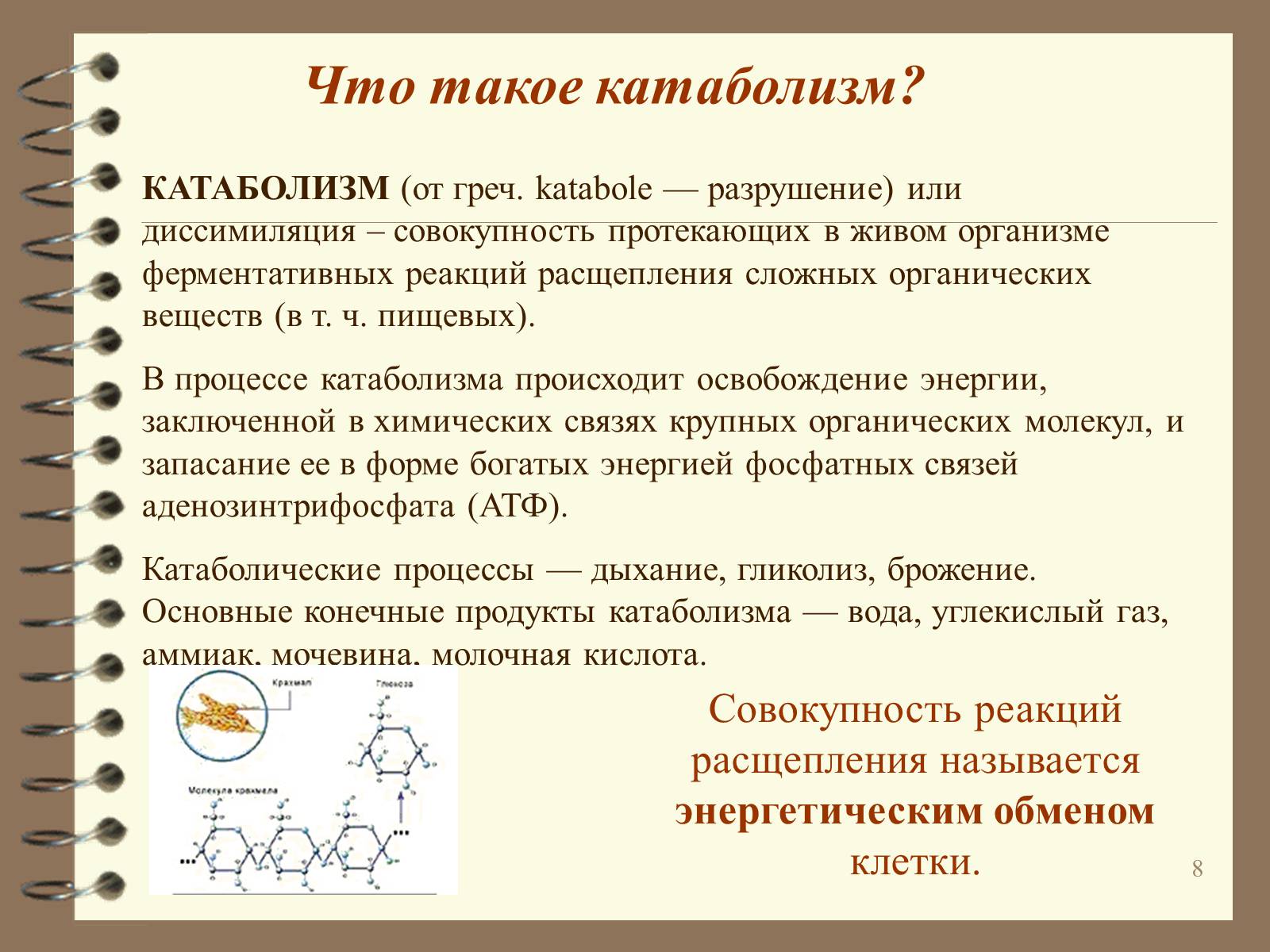 Презентація на тему «Метаболизм» - Слайд #8