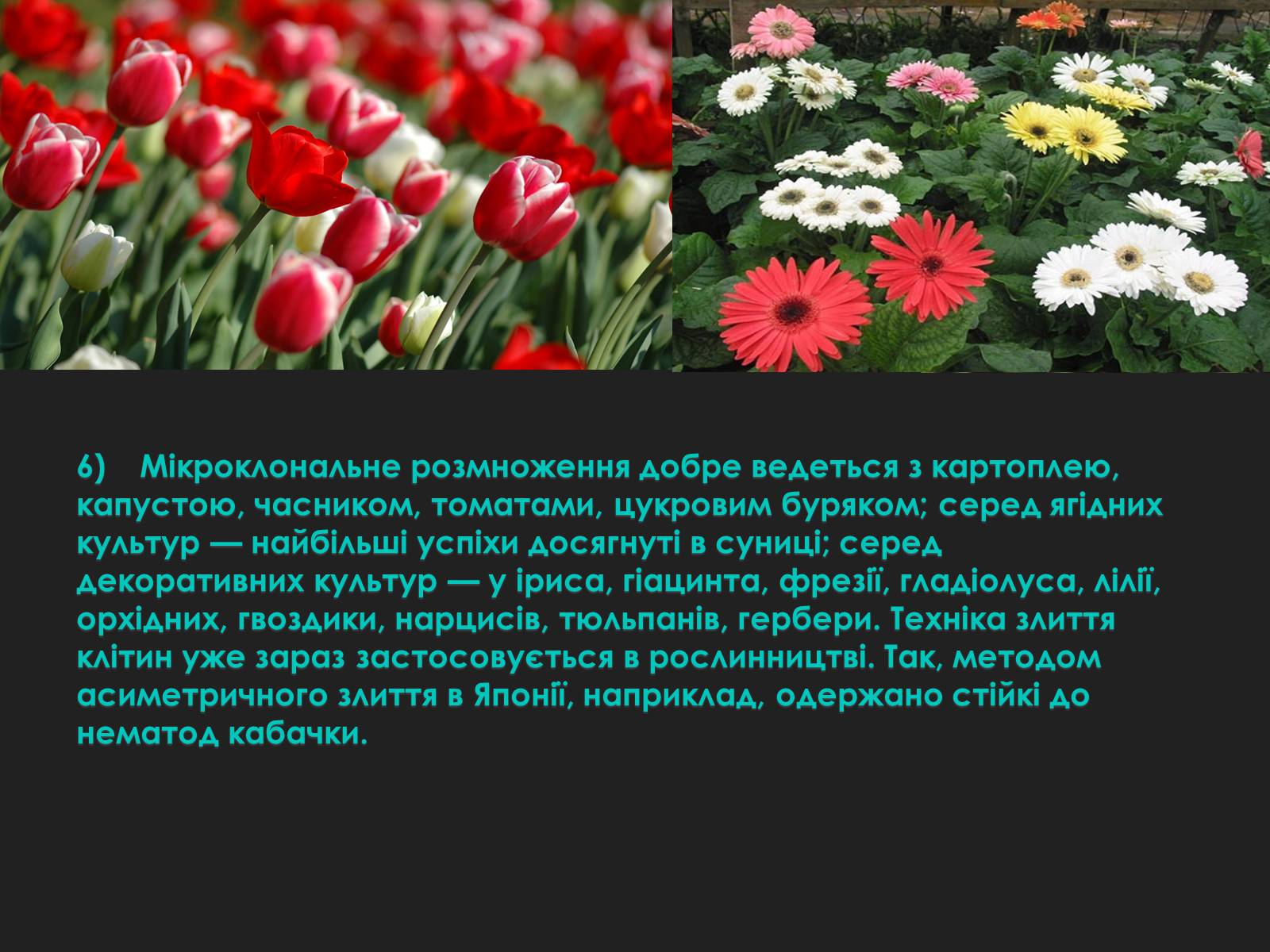 Презентація на тему «Гістотехнології» (варіант 2) - Слайд #9