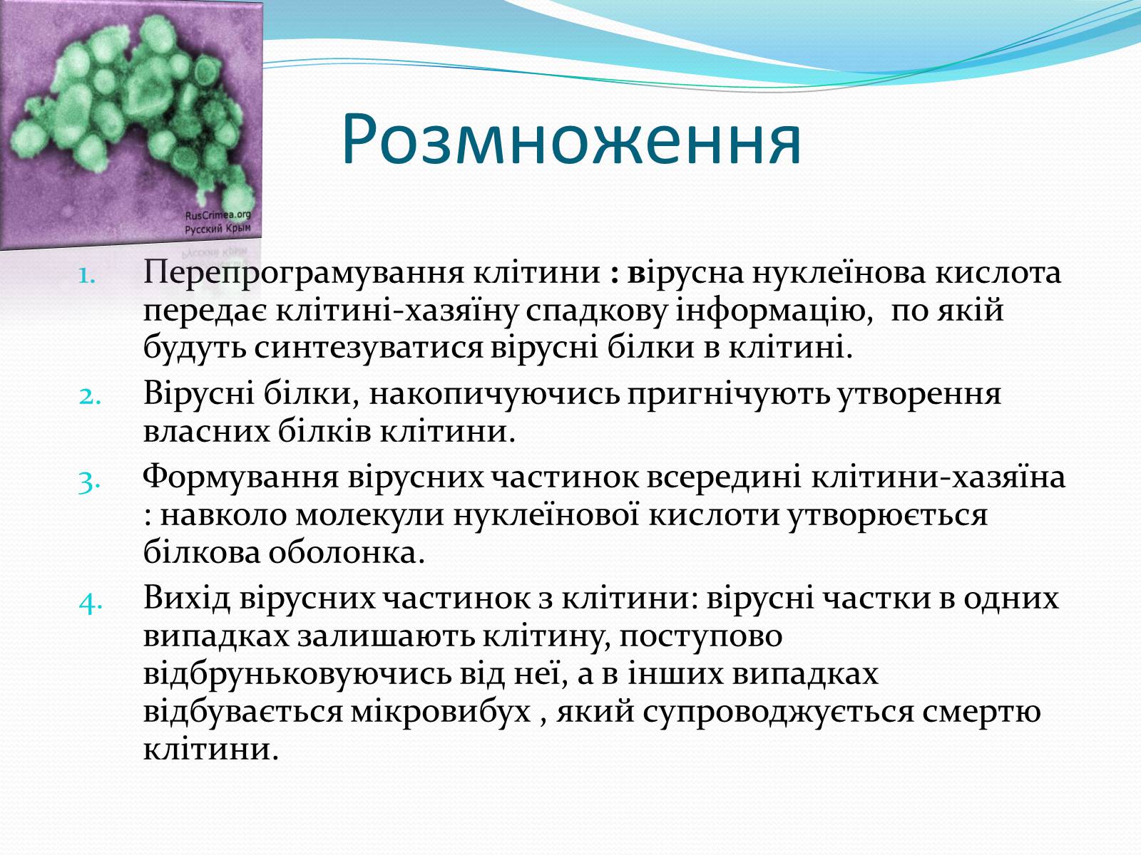 Презентація на тему «Неклітинні форми життя: віруси» - Слайд #13