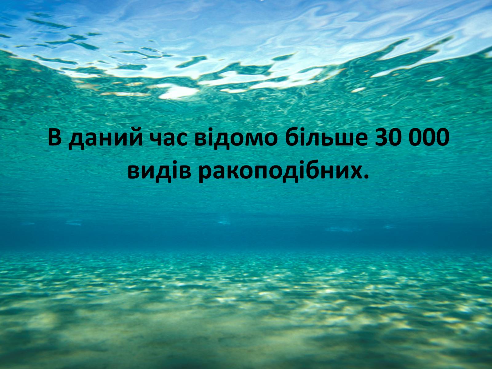 Презентація на тему «Різноманітність ракоподібних» (варіант 1) - Слайд #4