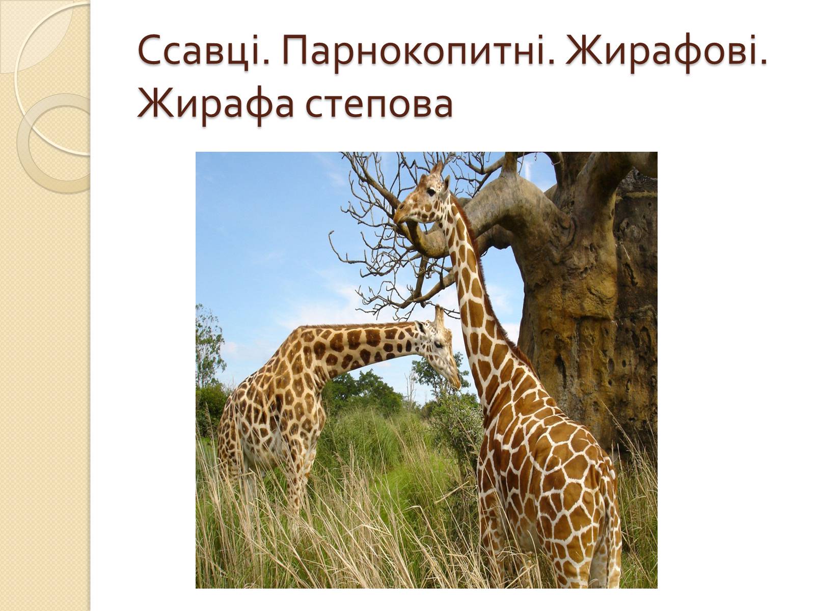 Презентація на тему «Ссавці. Парнокопитні. Жирафові. Жирафа степова» - Слайд #1