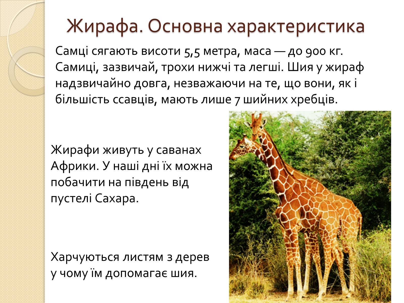 Презентація на тему «Ссавці. Парнокопитні. Жирафові. Жирафа степова» - Слайд #2