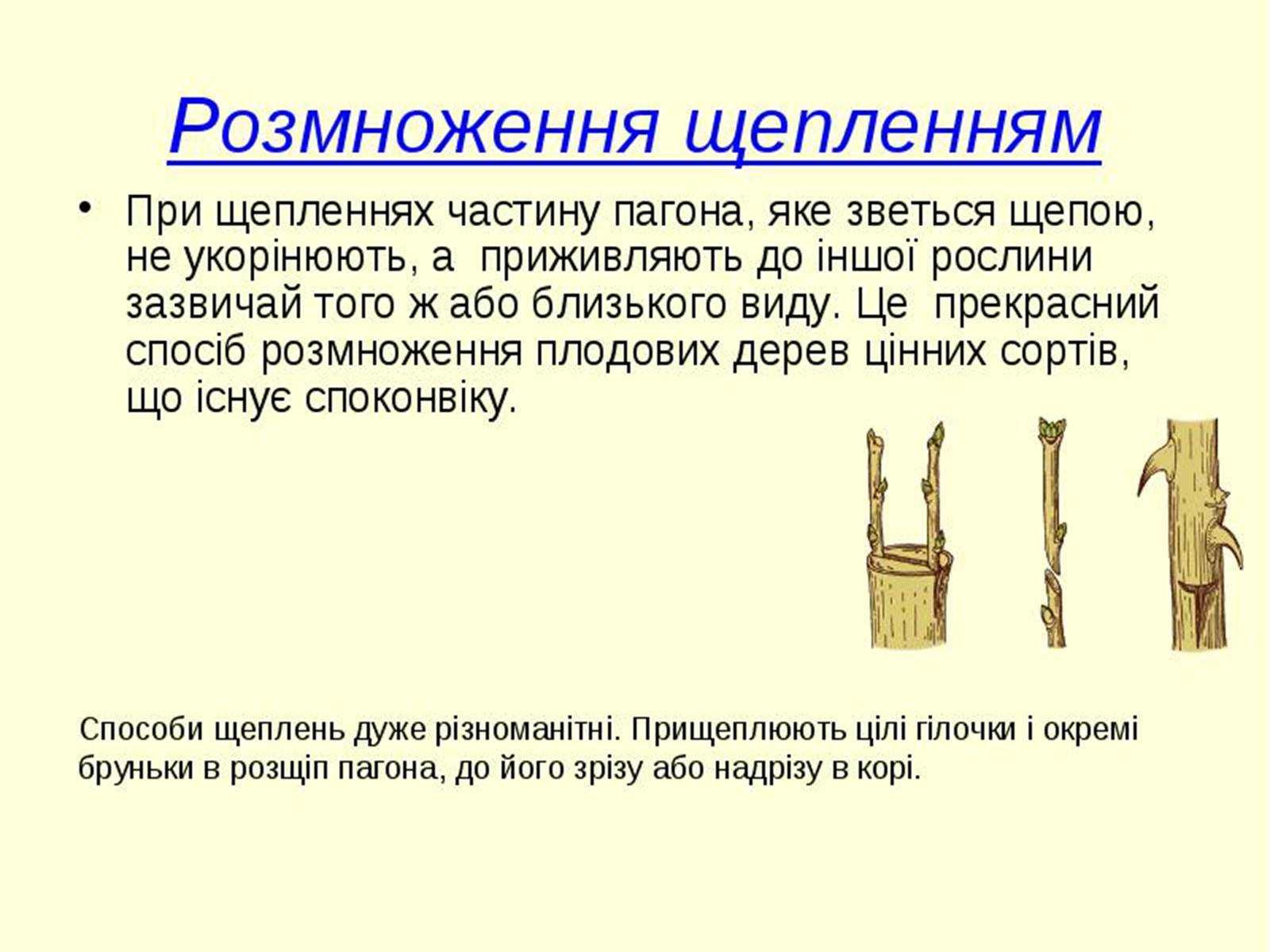 Презентація на тему «Вегетативне розмноження рослин» - Слайд #12