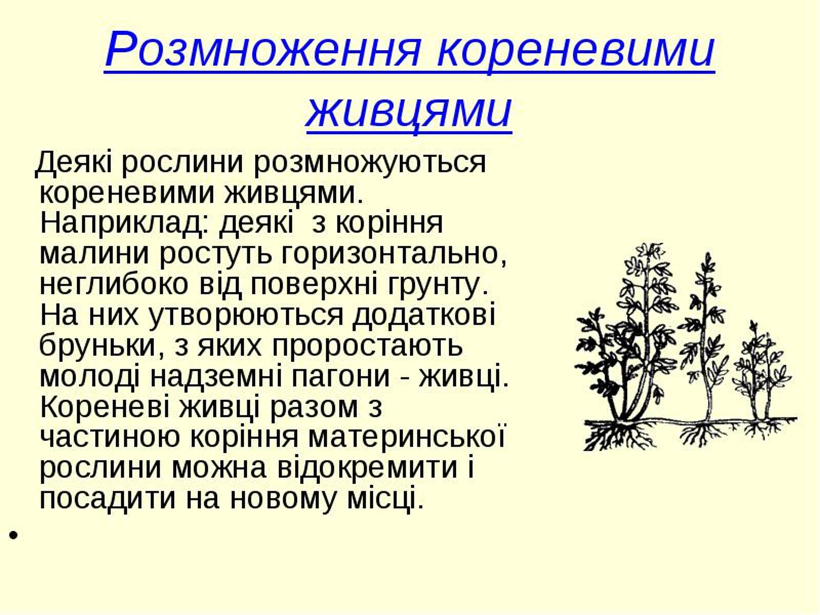 Презентація на тему «Вегетативне розмноження рослин» - Слайд #14