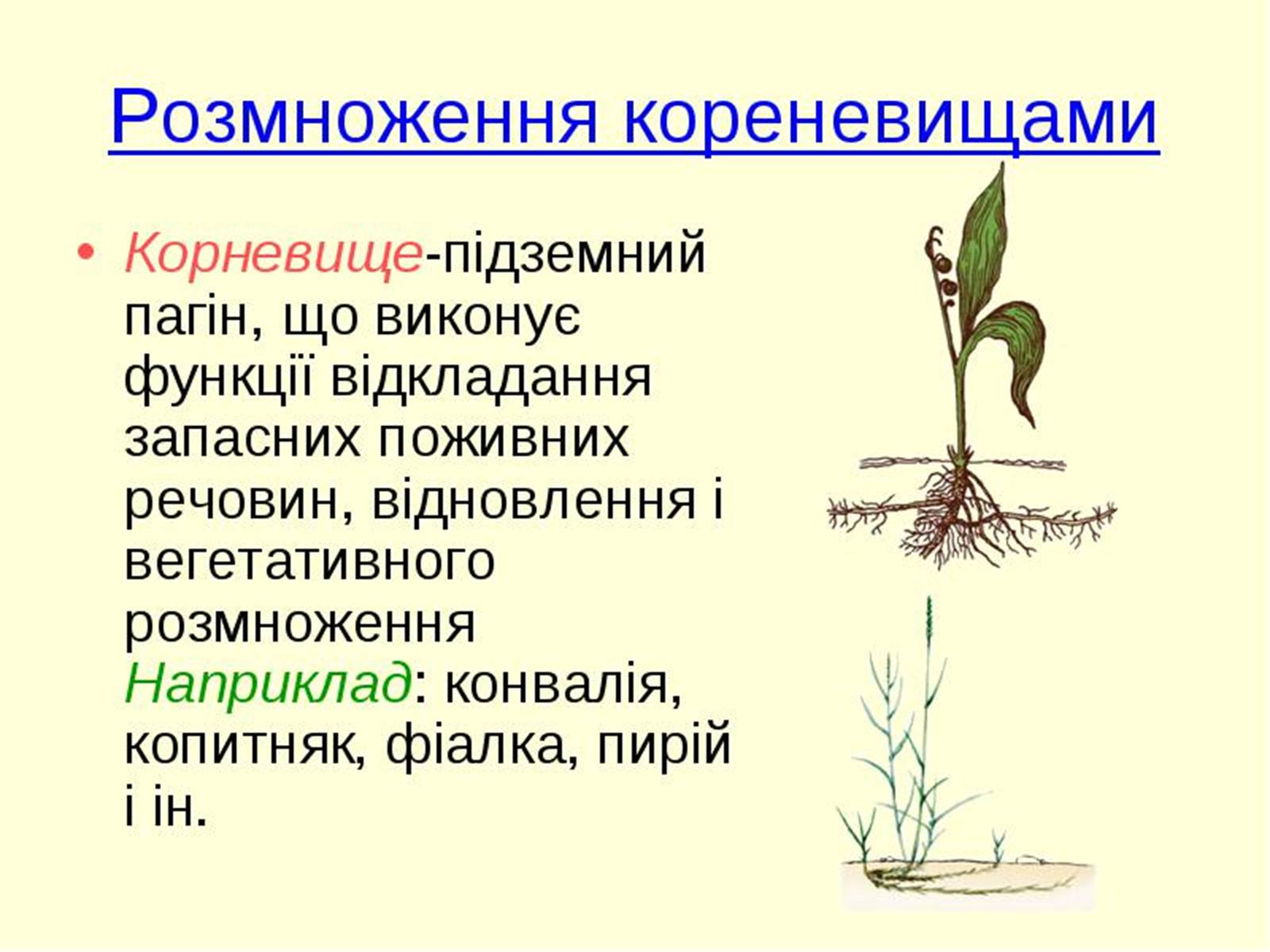 Презентація на тему «Вегетативне розмноження рослин» - Слайд #3